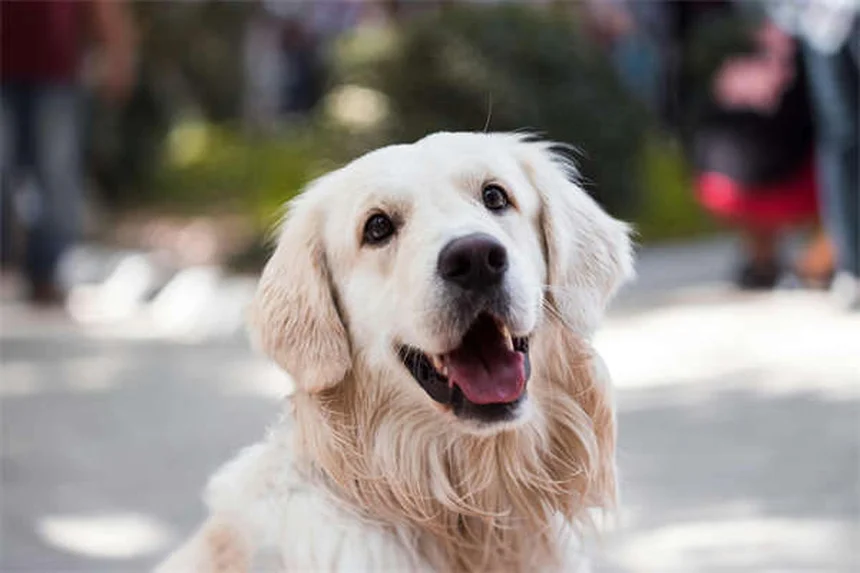 犬に日焼け止めは本当に必要？知っておくべき3つのポイント