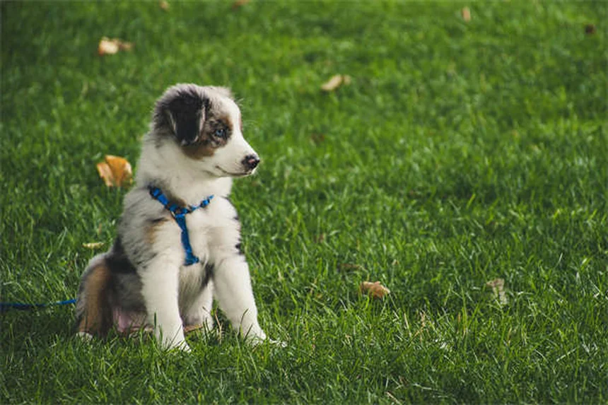 犬に日焼け止めは本当に必要？知っておくべき3つのポイント