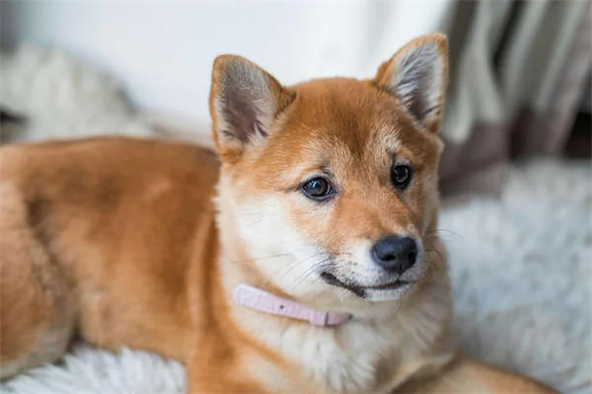 友好的な猫種13選！性格と飼いやすさを徹底比較