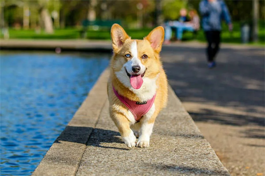 犬の臭いを即消す！重曹で200円の簡単消臭術