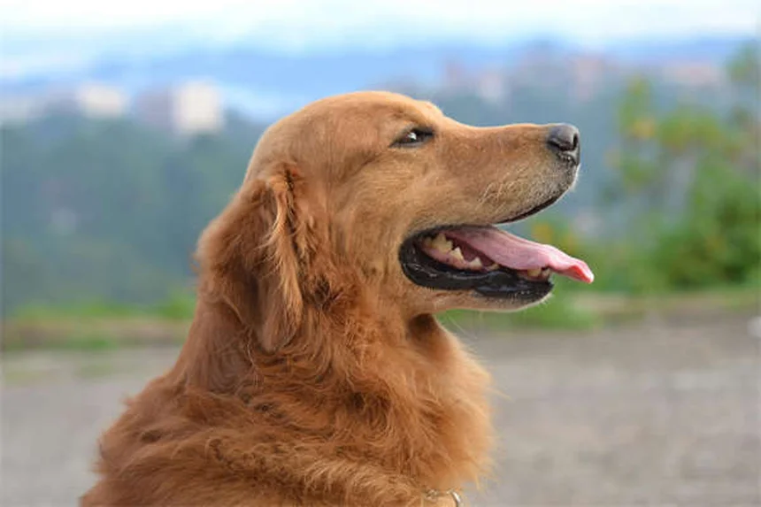 犬の鼻副鼻腔炎の症状と治療法、早期発見のコツ