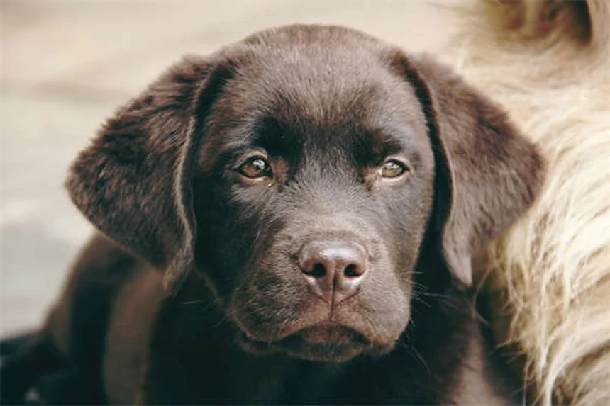 茶杯犬は買ってはいけない？知っておきたい健康リスクと倫理問題