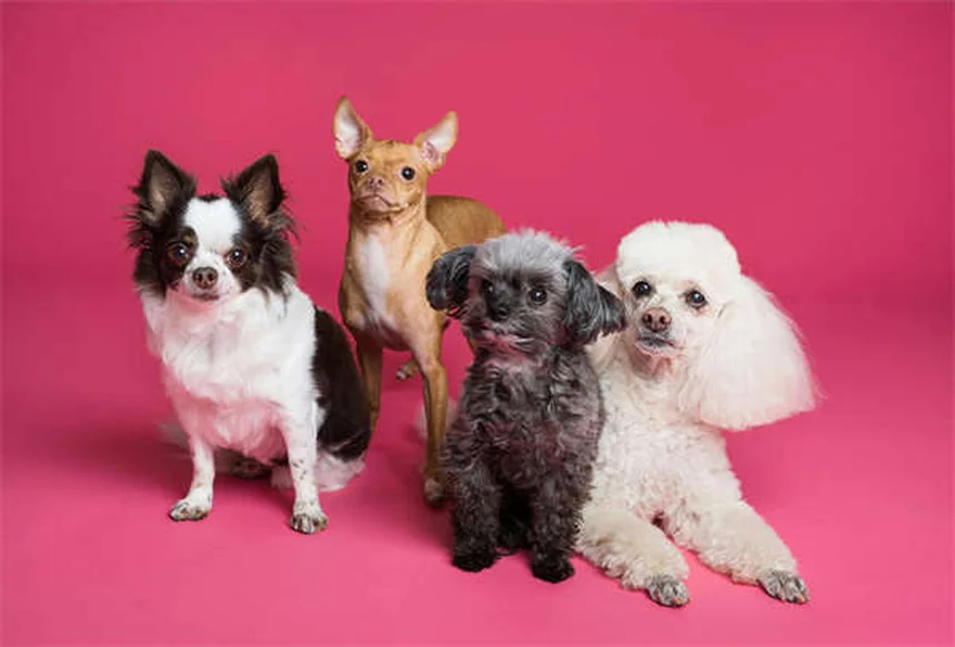子犬が震える原因「Shaking Puppy Syndrome」って治るの？
