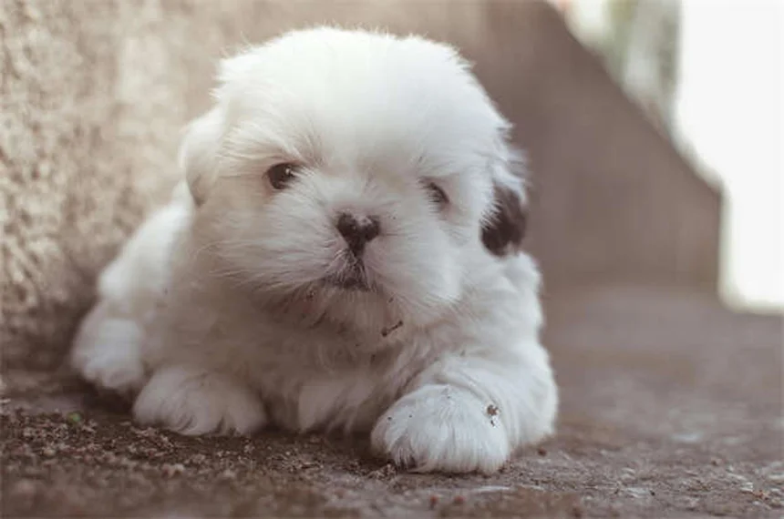 犬の時間感覚の真実！知ってる？衝撃の事実