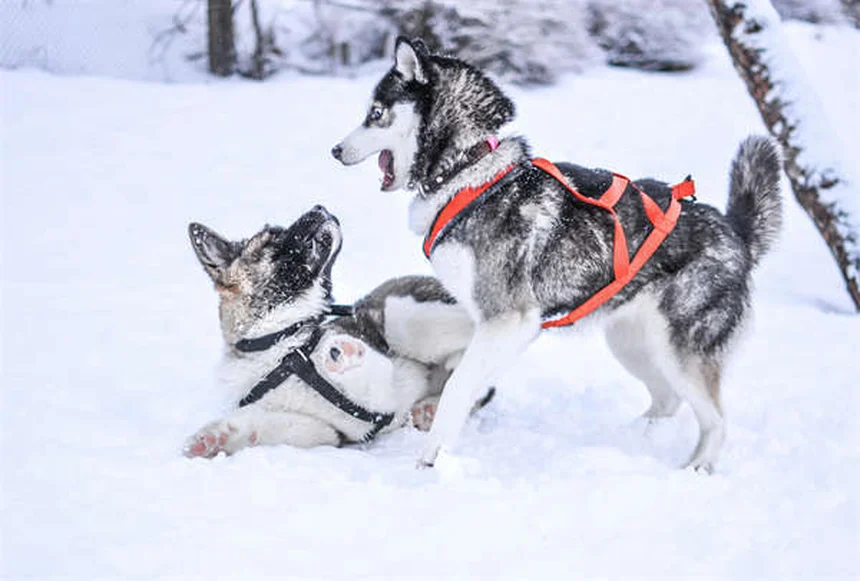 犬の咳と吐き気 – 原因・診断・治療法をやさしく解説