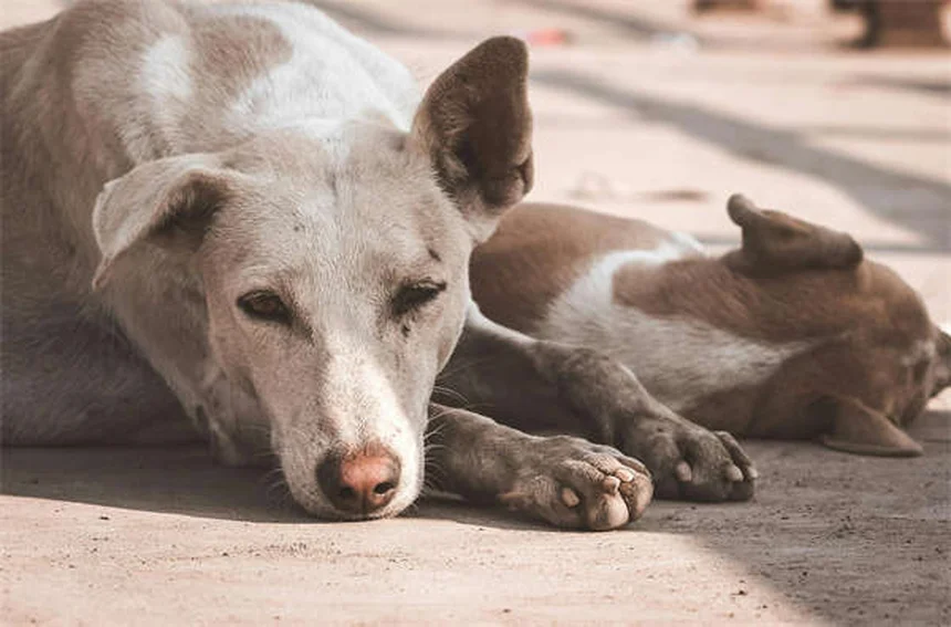 犬の喘息の原因と症状、治療法を徹底解説