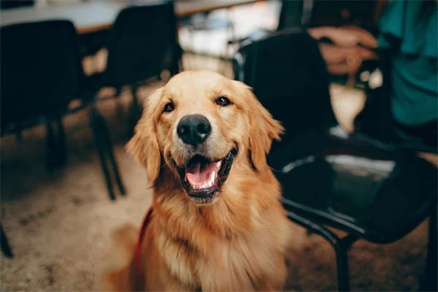 庭だけじゃ足りない？犬の運動の理想的なバランスを専門家が解説