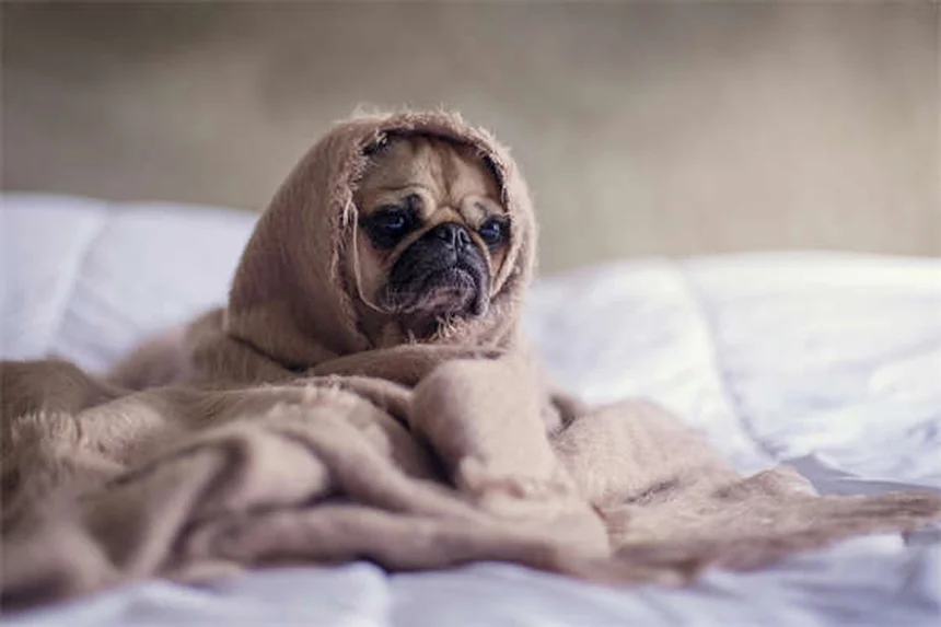 アモキシシリン、犬猫への正しい使い方と注意点を獣医師が解説