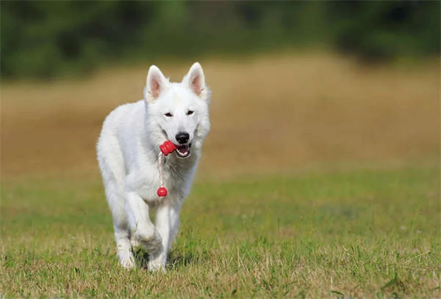 穏やかな犬種14選｜迎える前に知っておきたい真実と誤解