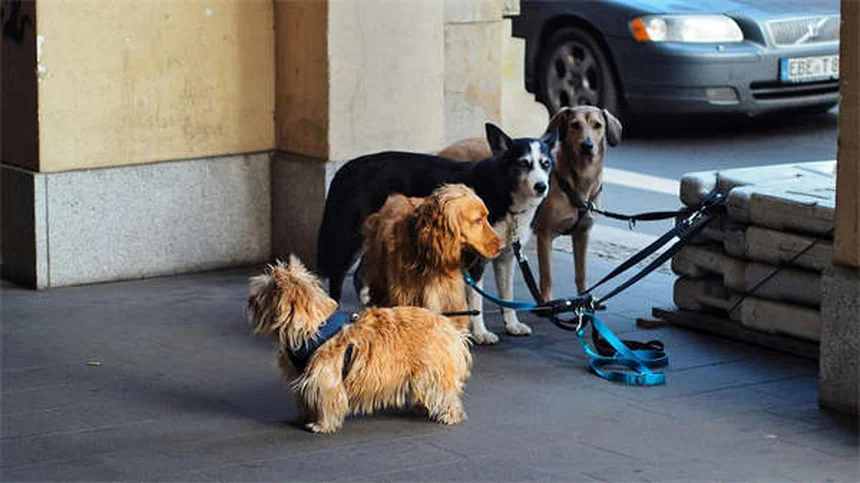 穏やかな犬種14選｜迎える前に知っておきたい真実と誤解