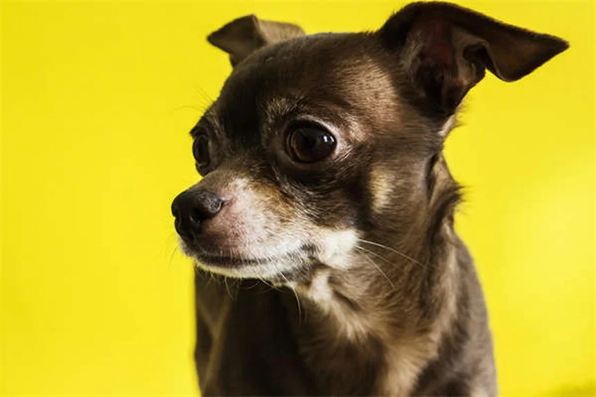 犬の感覚が人間より優れている5つの理由