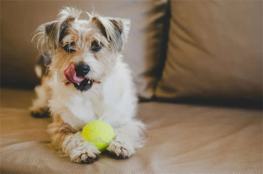 子犬が噛む理由と、安全にやめさせる7つのステップ