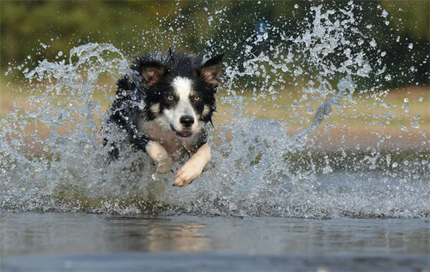 子犬が噛む理由と、安全にやめさせる7つのステップ