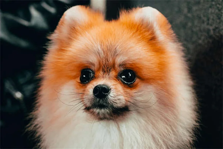 【実体験】犬とキャンプに行く時に知っておくべき注意点5選