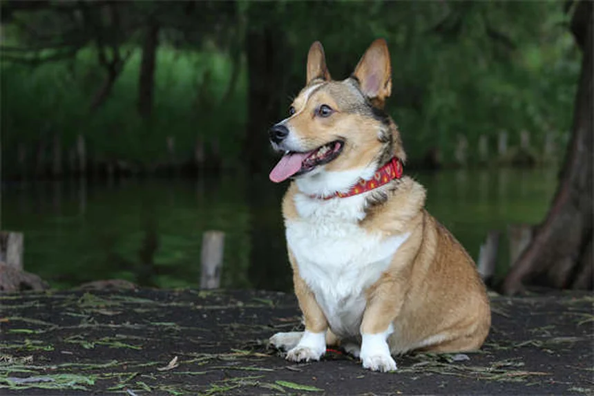 【実体験】犬とキャンプに行く時に知っておくべき注意点5選