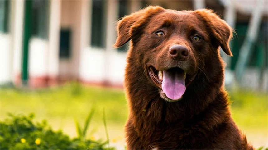 犬種の性格は誤解？環境で変わる理由と実践法
