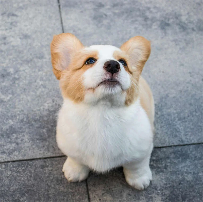 犬種の性格は誤解？環境で変わる理由と実践法