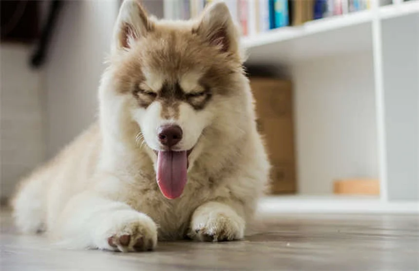 【完成版】犬の服従訓練｜基本の4つのコマンドを徹底解説