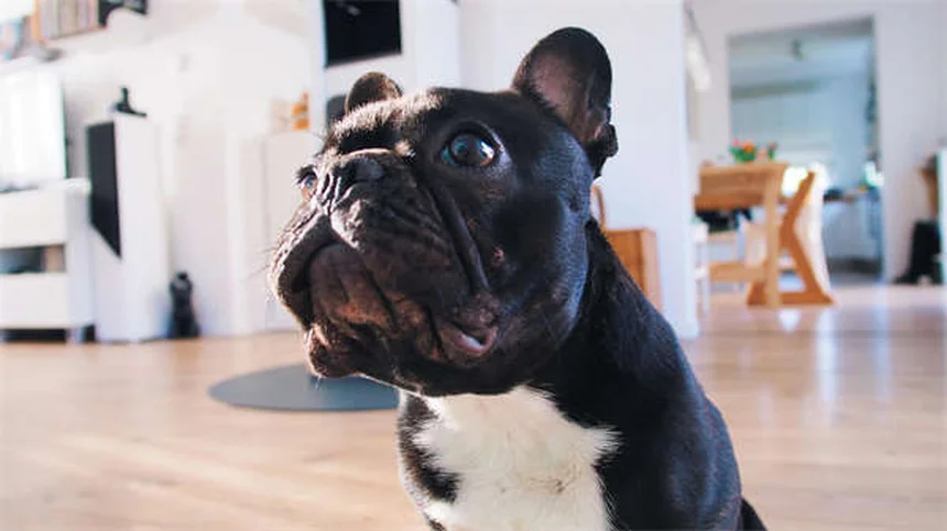 糖尿病の犬猫の血糖値管理：インスリン治療で知っておきたい5つのポイント
