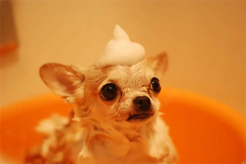 糖尿病の犬猫の血糖値管理：インスリン治療で知っておきたい5つのポイント