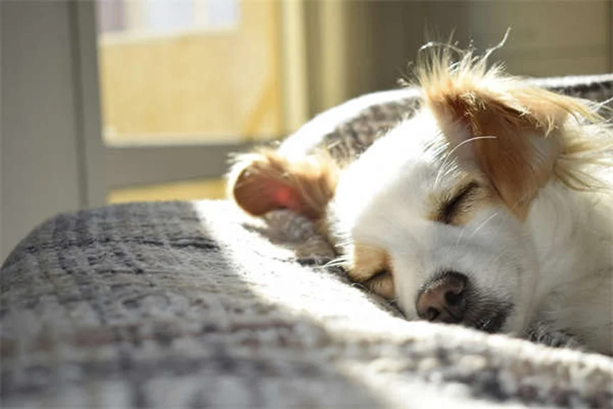 子犬・成犬別！犬がリードで歩かない5つの理由と解決法