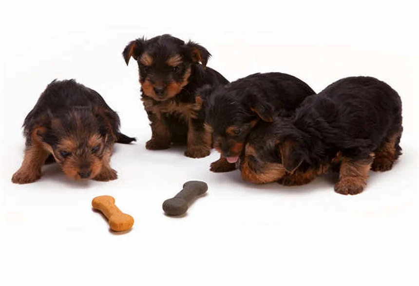 犬がうんちを食べる理由とやめさせる対策を獣医師が解説