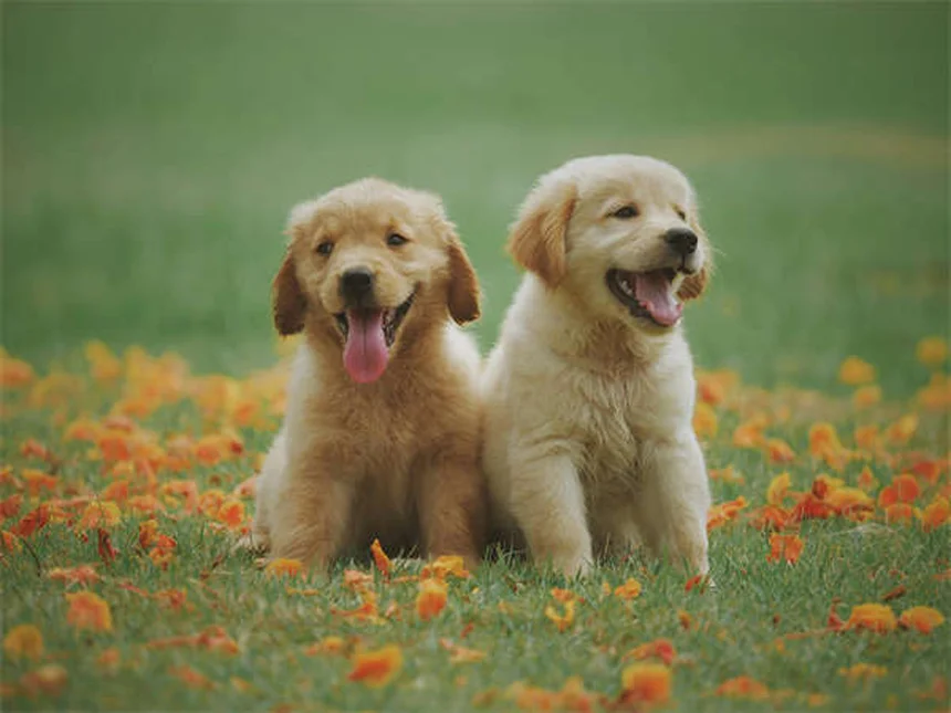 犬の風邪の見分け方と正しい治し方【獣医師監修】
