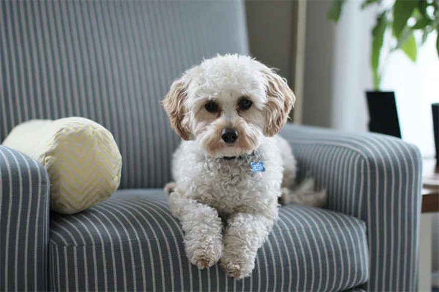 犬が死んだ動物に転がる3つの理由と臭いを取る対策