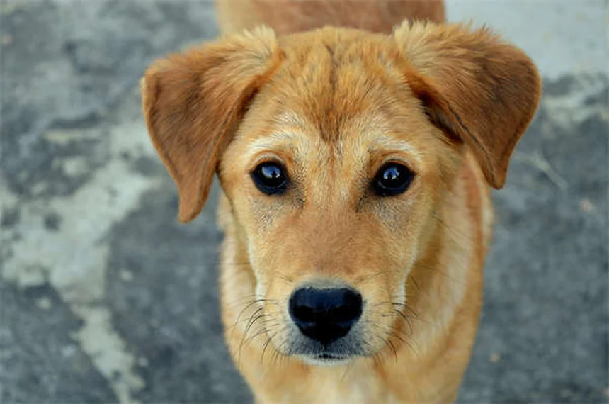 犬が死んだ動物に転がる3つの理由と臭いを取る対策